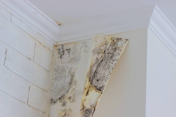 Best Black Mold Removal  in Topanga, CA